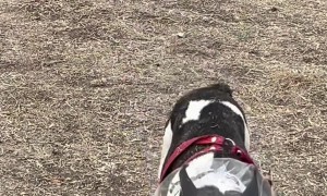 Anti Snacks Dog Hack