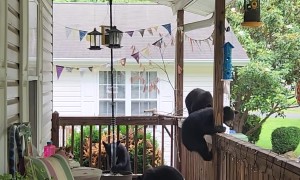 Mama Bear and Cubs Visit Front Porch