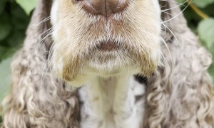 Bonnie Balancing Berries