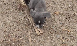 Puppy Helping Haul Logs