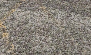 Mayflies Swarm Michigan Gas Station
