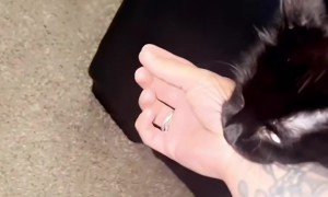 Mama Cat Drags Owner Upstairs