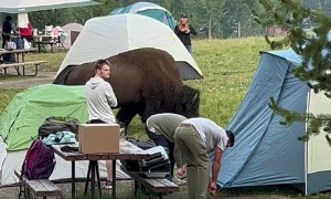 Tourists Set Up Tent Way Too Close to Bison