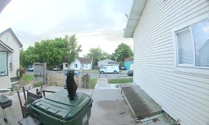 Cat Misjudges Jump, Thuds Against Front Door