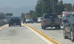Curly-Coated Dog Enjoys Windy Freeway Ride