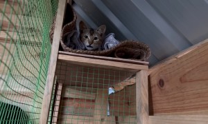 Built a House for My Dog and Cat