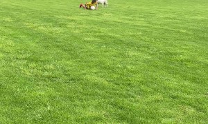 Feint at a Dog and Expect Revenge