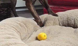 Confused Dog Gets Sour Surprise From Yellow Ball