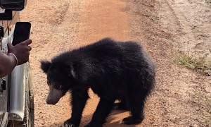 Sloth Bear Pops Tires Of Tour Truck