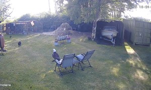 Cat Saves Chicken From Eagle