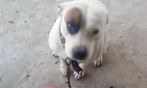 My Dog ​​Doesn't Eat Unless I Sing His Song