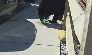 Hungry Bear Crawls Into Jeep