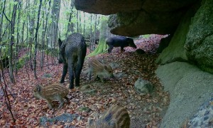 Itchy Wild Boar Piglets Rub Against Rocks