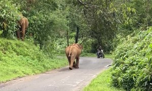 Elephant Charges Towards Bikers