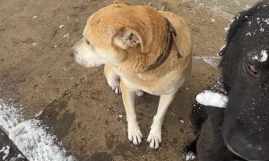Jealous Dogs Paw For Owner's Attention
