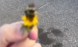 Bumblebee Rescued and Relocated to Flower