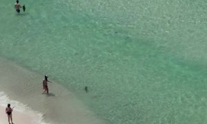 Small Shark Swims Among Beachgoers