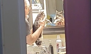 My Dad and the Cat He Didn't Want