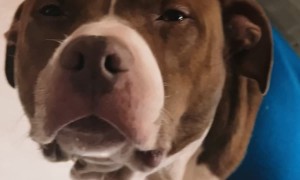 Dog Suspended From Roof Rafter For Nail Trim