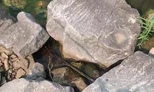 Fisher Reels In Fighting Snakes