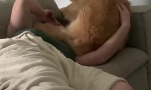 Golden Retriever Sits With No Regard For Auntie