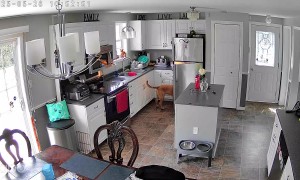 Kevin Our Dog Stealing Our Food