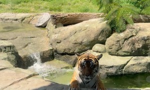 Tiger Cooling Off