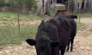 Cow Steals Temporary License Plate