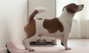 Dog Imitates Owner’s Wall Workout