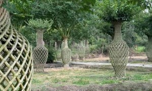 Crepe Myrtle Trees Grown Into Intricate Sculptures