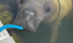 Maybel the Manatee Captures Tourist's Heart