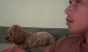 Dog Pretends To Not Watch Dinnertime