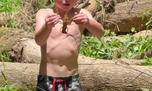 Little Crawdad Wrangler Gets Pinched