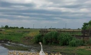 Using a Kite to Train Mother Goose to Protect Goslings