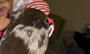 Hotel Dog Runs Out Open Window