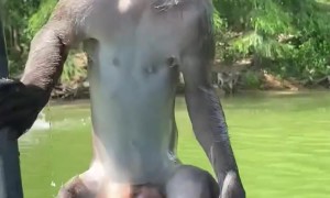 Monkey Boards Boat to Steal Tourists' Food