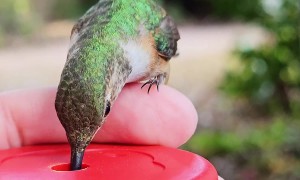 Tiny Hummingbird Drinks From Hand Feeder