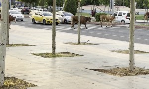 Civilized Cows Cross Through City Center
