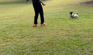 Miniature Fox Terrier Loves Playing Soccer