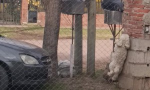 Spider Dog Escapes By Climbing Chain Link Fence