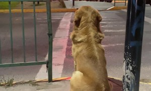 Pedestrian Dog Patiently Waits For Green Light