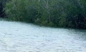 Eagles Catches Thrown Fish