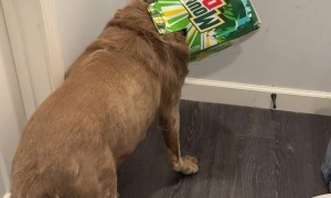 Dog Caught With Head Stuck In Soda Box