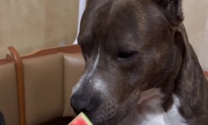 Dog Sits and Smiles Next to a Watermelon