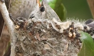 Anna's Hummingbird Nest