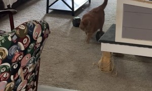 Chonky Cat Excited for Kitty Treats