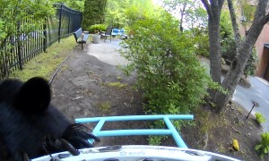 Goffstown Bear Hits the Jackpot!