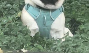 Pug Smiling and Pouting on Command