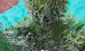 Turtle Caught in Commercial Fishing Net Saved!