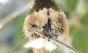 Hummingbird Stretching